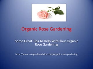 Organic Rose Gardening  Some Great Tips To Help With Your Organic Rose Gardening http://www.rosegardenadvice.com/organic-rose-gardening 