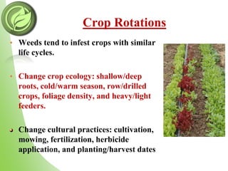 Crop Rotations
• Weeds tend to infest crops with similar
life cycles.
• Change crop ecology: shallow/deep
roots, cold/warm season, row/drilled
crops, foliage density, and heavy/light
feeders.
Change cultural practices: cultivation,
mowing, fertilization, herbicide
application, and planting/harvest dates
 