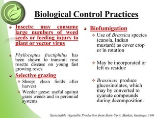 Biological Control Practices
Insects: may consume
large numbers of weed
seeds or feeding injury to
plant or vector virus
Phyllocoptes fructiphilus has
been shown to transmit rose
rosette disease on young fast
growing roses
Selective grazing
Sheep: clean fields after
harvest
Weeder geese: useful against
grass weeds and in perennial
systems
Biofumigation
Use of Brassica species
(canola, Indian
mustard) as cover crop
or in rotation
May be incorporated or
left as residue
Brassicas produce
glucosinolates, which
may by converted to
cyanate compounds
during decomposition.
Sustainable Vegetable Production from Start-Up to Market, Grubinger, 1999
 