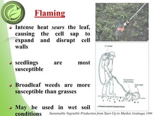 Flaming
Intense heat sears the leaf,
causing the cell sap to
expand and disrupt cell
walls
seedlings are most
susceptible
Broadleaf weeds are more
susceptible than grasses
May be used in wet soil
conditions Sustainable Vegetable Production from Start-Up to Market, Grubinger, 1999
 