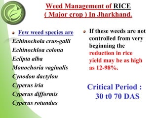 Weed Management of RICE
( Major crop ) In Jharkhand.
Few weed species are
Echinochola crus-galli
Echinochloa colona
Eclipta alba
Monochoria vaginalis
Cynodon dactylon
Cyperus iria
Cyperus difformis
Cyperus rotundus
If these weeds are not
controlled from very
beginning the
reduction in rice
yield may be as high
as 12-98%.
Critical Period :
30 t0 70 DAS
 