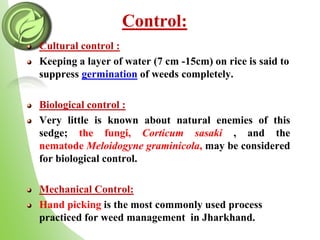 Control:
Cultural control :
Keeping a layer of water (7 cm -15cm) on rice is said to
suppress germination of weeds completely.
Biological control :
Very little is known about natural enemies of this
sedge; the fungi, Corticum sasaki , and the
nematode Meloidogyne graminicola, may be considered
for biological control.
Mechanical Control:
Hand picking is the most commonly used process
practiced for weed management in Jharkhand.
 