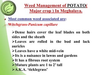Weed Management of POTATO(
Major crop ) In Meghalaya.
Most common weed associated are:
 Witchgrass-Panicum capillare
Dense hairs cover the leaf blades on both
sides and the sheath
Leaves are rolled in the bud and lack
auricles
Leaves have a white mid-vein
Its is a nuisance in lawns and gardens
It has a fibrous root system
Mature plants are 1 to 2’ tall
A.K.A. ‘ticklegrass’
 