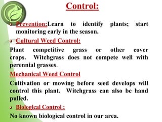 Control:
Prevention:Learn to identify plants; start
monitoring early in the season.
Cultural Weed Control:
Plant competitive grass or other cover
crops. Witchgrass does not compete well with
perennial grasses.
Mechanical Weed Control
Cultivation or mowing before seed develops will
control this plant. Witchgrass can also be hand
pulled.
Biological Control :
No known biological control in our area.
 