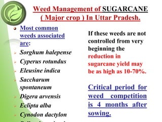 Weed Management of SUGARCANE
( Major crop ) In Uttar Pradesh.
Most common
weeds associated
are:
 Sorghum halepense
 Cyperus rotundus
 Eleusine indica
 Saccharum
spontaneum
 Digera arvensis
 Eclipta alba
 Cynodon dactylon
If these weeds are not
controlled from very
beginning the
reduction in
sugarcane yield may
be as high as 10-70%.
Critical period for
weed competition
is 4 months after
sowing.
 
