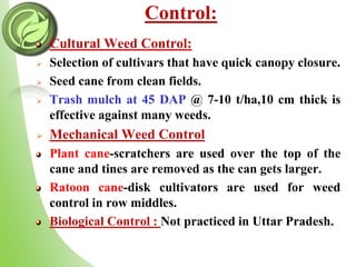 Control:
Cultural Weed Control:
 Selection of cultivars that have quick canopy closure.
 Seed cane from clean fields.
 Trash mulch at 45 DAP @ 7-10 t/ha,10 cm thick is
effective against many weeds.
 Mechanical Weed Control
Plant cane-scratchers are used over the top of the
cane and tines are removed as the can gets larger.
Ratoon cane-disk cultivators are used for weed
control in row middles.
Biological Control : Not practiced in Uttar Pradesh.
 