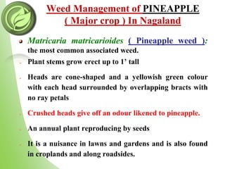Weed Management of PINEAPPLE
( Major crop ) In Nagaland
Matricaria matricarioides ( Pineapple weed ):
the most common associated weed.
 Plant stems grow erect up to 1’ tall
 Heads are cone-shaped and a yellowish green colour
with each head surrounded by overlapping bracts with
no ray petals
 Crushed heads give off an odour likened to pineapple.
 An annual plant reproducing by seeds
 It is a nuisance in lawns and gardens and is also found
in croplands and along roadsides.
 