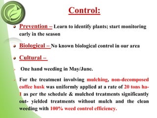 Control:
Prevention – Learn to identify plants; start monitoring
early in the season
Biological – No known biological control in our area
Cultural –
 One hand weeding in May/June.
 For the treatment involving mulching, non-decomposed
coffee husk was uniformly applied at a rate of 20 tons ha-
1 as per the schedule & mulched treatments significantly
out- yielded treatments without mulch and the clean
weeding with 100% weed control efficiency.
 