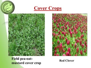 Cover Crops
Field pea-oat-
mustard cover crop
Red Clover
 