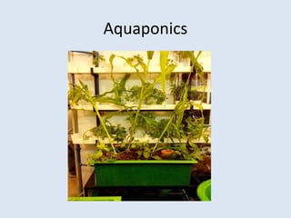 Aquaponics 
 