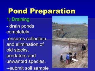 Pond Preparation
1. Draining
- drain ponds
completely
-ensures collection
and elimination of
old stocks,
predators and
unwanted species.
--submit soil sample
 