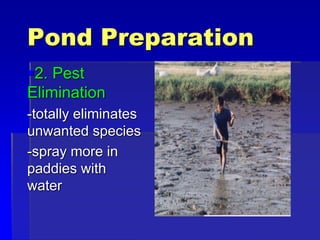 Pond Preparation
2. Pest
Elimination
-totally eliminates
unwanted species
-spray more in
paddies with
water
 