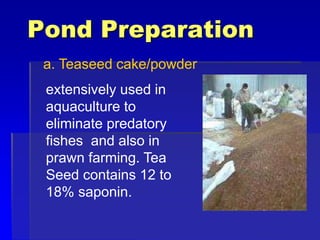Pond Preparation
a. Teaseed cake/powder
extensively used in
aquaculture to
eliminate predatory
fishes and also in
prawn farming. Tea
Seed contains 12 to
18% saponin.
 