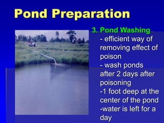 Pond Preparation
3. Pond Washing
- efficient way of
removing effect of
poison
- wash ponds
after 2 days after
poisoning
-1 foot deep at the
center of the pond
-water is left for a
day
 