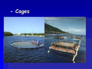 - Cages
 