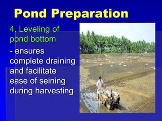 Pond Preparation
4. Leveling of
pond bottom
- ensures
complete draining
and facilitate
ease of seining
during harvesting
 