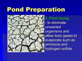 Pond Preparation
5. Pond drying
- to eliminate
unwanted
organisms and
allow toxic gases to
evaporate such as
ammonia and
hydrogen sulfide
 