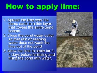 How to apply lime:
1. Spread the lime over the
damp earth in a thin layer
that covers the entire pond
bottom.
2. Close the pond water outlet
so that rain or seeping
water does not wash the
lime out of the pond.
3. Allow the lime to settle for 2-
4 days before fertilizing and
filling the pond with water.
 