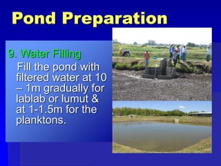 Pond Preparation
9. Water Filling
Fill the pond with
filtered water at 10
– 1m gradually for
lablab or lumut &
at 1-1.5m for the
planktons.
 