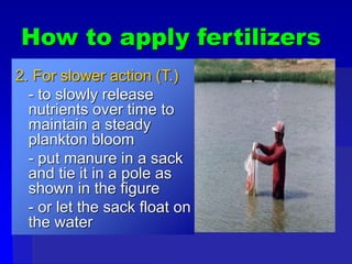 How to apply fertilizers
2. For slower action (T.)
- to slowly release
nutrients over time to
maintain a steady
plankton bloom
- put manure in a sack
and tie it in a pole as
shown in the figure
- or let the sack float on
the water
 