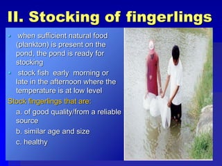 II. Stocking of fingerlings
 when sufficient natural food
(plankton) is present on the
pond, the pond is ready for
stocking
 stock fish early morning or
late in the afternoon where the
temperature is at low level
Stock fingerlings that are:
a. of good quality/from a reliable
source
b. similar age and size
c. healthy
 