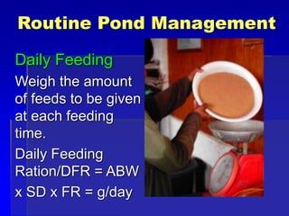 Routine Pond Management
Daily Feeding
Weigh the amount
of feeds to be given
at each feeding
time.
Daily Feeding
Ration/DFR = ABW
x SD x FR = g/day
 