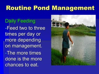 Routine Pond Management
Daily Feeding
-Feed two to three
times per day or
more depending
on management.
-The more times
done is the more
chances to eat.
 