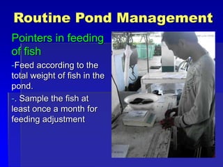 Routine Pond Management
Pointers in feeding
of fish
-Feed according to the
total weight of fish in the
pond.
-. Sample the fish at
least once a month for
feeding adjustment
 