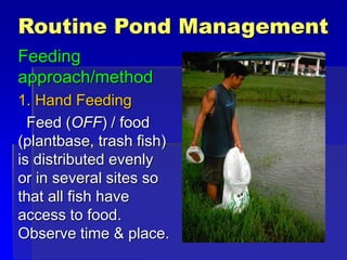 Routine Pond Management
Feeding
approach/method
1. Hand Feeding
Feed (OFF) / food
(plantbase, trash fish)
is distributed evenly
or in several sites so
that all fish have
access to food.
Observe time & place.
 