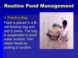 Routine Pond Management
2. Feeding Bag
Feed is placed in a B-
net feeding bag and
tied in poles. The bag
is suspended in pond
water surface. Fish
obtain feeds by
picking or suction.
 