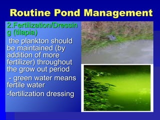 Routine Pond Management
2.Fertilization/Dressin
g (tilapia)
the plankton should
be maintained (by
addition of more
fertilizer) throughout
the grow out period
- green water means
fertile water
-fertilization dressing
 
