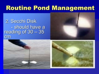 Routine Pond Management
2. Secchi Disk
- should have a
reading of 30 – 35
cm
 