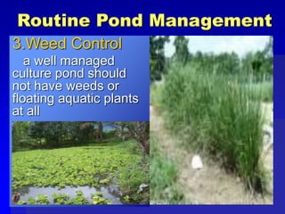 Routine Pond Management
3.Weed Control
a well managed
culture pond should
not have weeds or
floating aquatic plants
at all
 