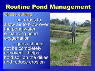 Routine Pond Management
Grass cutting
- cut grass to
allow air to blow over
the pond water
enhancing pond
oxygenation
- grass should
not be completely
removed – helps
hold soil on the dikes
and reduce erosion
 