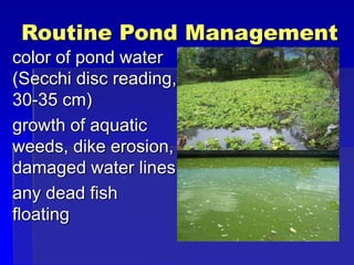 Routine Pond Management
color of pond water
(Secchi disc reading,
30-35 cm)
growth of aquatic
weeds, dike erosion,
damaged water lines
any dead fish
floating
 