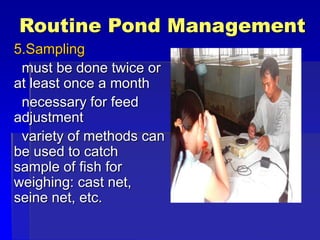 Routine Pond Management
5.Sampling
must be done twice or
at least once a month
necessary for feed
adjustment
variety of methods can
be used to catch
sample of fish for
weighing: cast net,
seine net, etc.
 
