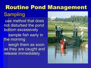 Routine Pond Management
Sampling
use method that does
not disturbed the pond
bottom excessively
sample fish early in
the morning
weigh them as soon
as they are caught and
release immediately
 