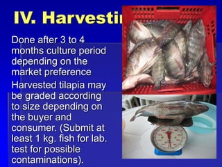 IV. Harvesting
Done after 3 to 4
months culture period
depending on the
market preference
Harvested tilapia may
be graded according
to size depending on
the buyer and
consumer. (Submit at
least 1 kg. fish for lab.
test for possible
contaminations).
 