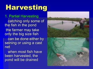 Harvesting
1. Partial Harvesting
catching only some of
the fish in the pond
the farmer may take
only the big size fish
can be done either by
seining or using a cast
net
when most fish have
been harvested, the
pond will be drained
 
