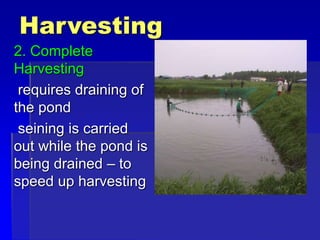 Harvesting
2. Complete
Harvesting
requires draining of
the pond
seining is carried
out while the pond is
being drained – to
speed up harvesting
 