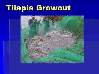 Tilapia Growout
 
