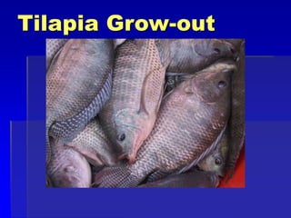 Tilapia Grow-out
 