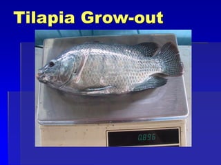 Tilapia Grow-out
 