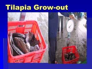 Tilapia Grow-out
 