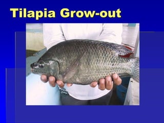 Tilapia Grow-out
 