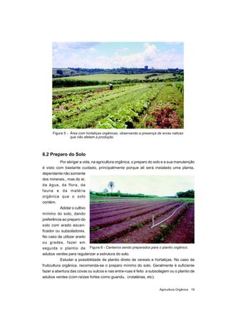 Agricultura Orgânica 19
Figura 5 - Área com hortaliças orgânicas, observando a presença de ervas nativas
que não afetam a ...