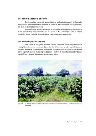 Agricultura Orgânica 23
6.8 Raleio e Desbaste de Frutos
Em fruticultura comercial a quantidade e qualidade (tamanho) do fr...