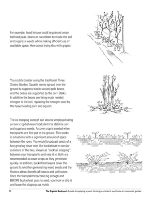 For example, head lettuce could be planted under
 trellised peas, beans or cucumbers to shade the soil
 and suppress weeds while making efficient use of
 available space. How about trying this with grapes!




 You could consider using the traditional Three
 Sisters Garden. Squash leaves spread over the
 ground to suppress weeds around pole beans,
 and the beans are supported by the corn stalks.
 In addition the beans are fixing much needed
 nitrogen in the soil, replacing the nitrogen used by
 the heavy feeding corn and squash.



 The co-cropping concept can also be employed using
 a cover crop between food plants to stabilize soil
 and suppress weeds. A cover crop is seeded when
 transplants are first put in the ground. This works
 in situations with a significant amount of space
 between the rows. You would broadcast seeds of a
 fast growing cover crop like buckwheat or oats (or
 a mixture of the two, known as “cocktail cropping”)
 between your transplants and rake it in. Both are
 recommended as cover crops as they germinate
 quickly. In addition, buckwheat leaves cover the
 ground to smother germinating weed seeds and the
 flowers attract beneficial insects and pollinators.
 Once the transplants become big enough and
 BEFORE buckwheat goes to seed, you mow or clip it
 and leave the clippings as mulch.
32                              The Organic Backyard: A guide to applying organic farming practices to your home or community garden
 