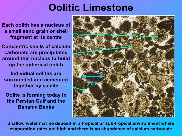 Organic chemical sedimentary_rockssmall shell diagram for calcium 