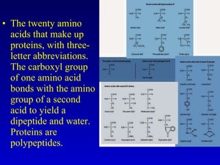 The twenty amino acids that make up proteins, with three-letter abbreviations. The carboxyl group of one amino acid bonds with the amino group of a second acid to yield a dipeptide and water. Proteins are polypeptides. 